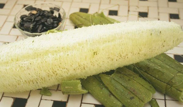 Bài thuốc trị nám từ xơ mướp